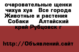 очаровательные щенки чихуа-хуа - Все города Животные и растения » Собаки   . Алтайский край,Рубцовск г.